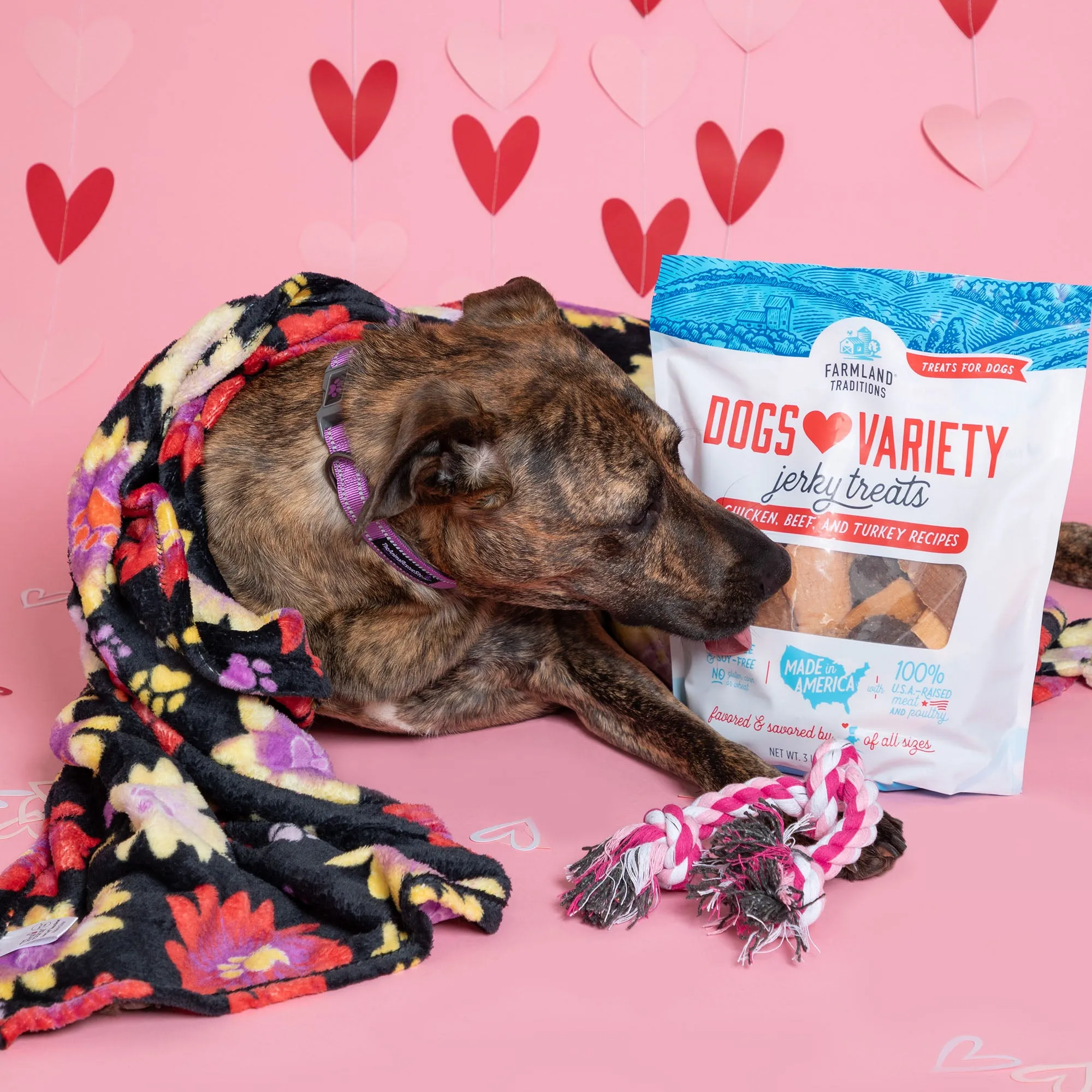 7th Annual Send a Valentine & Love To a Shelter Fur Baby