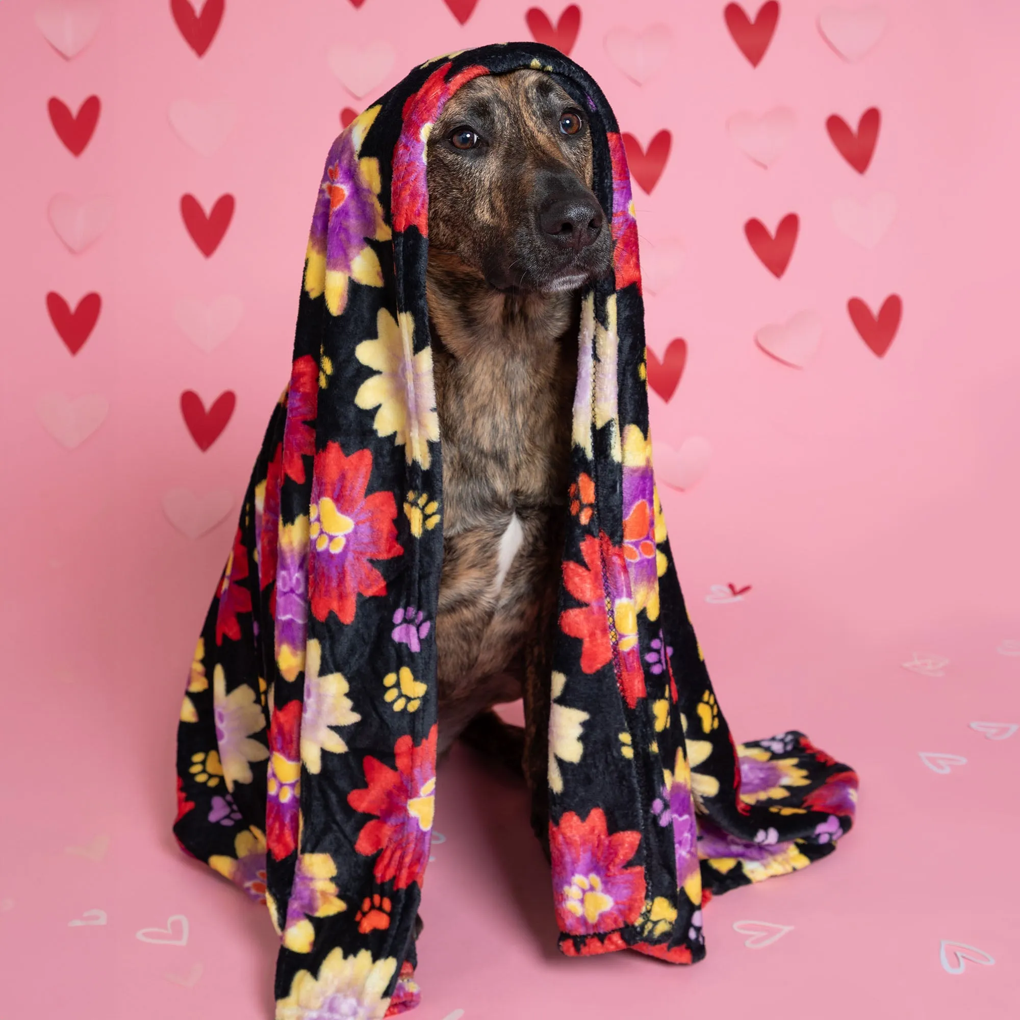 7th Annual Send a Valentine & Love To a Shelter Fur Baby